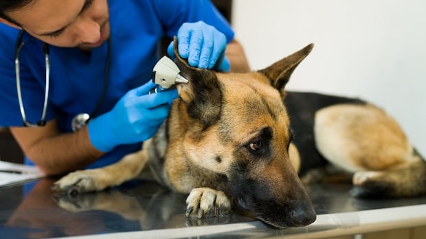 How the corporatization of vet clinics is driving up prices across the