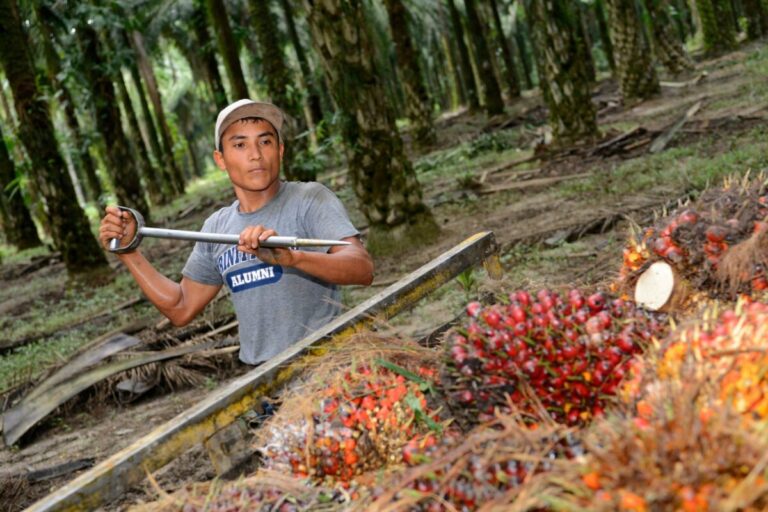Profit imbalance in palm oil industry risks environmental compliance,