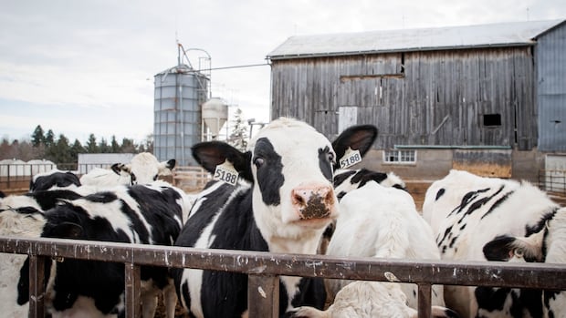 ‘It’s like Groundhog Day’: Canadian dairy producers are used to Trump