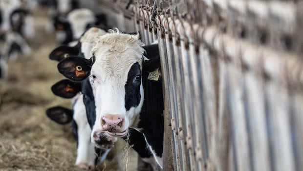 Supply management ‘not on the table,’ says Carney as U.S. bent on changing