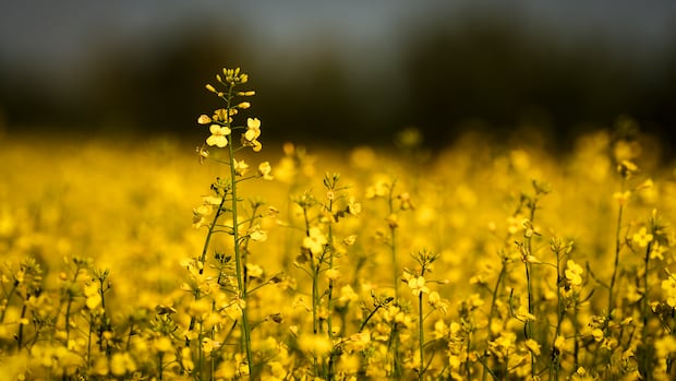 China suspending some agricultural tariffs on Canada starting March 1